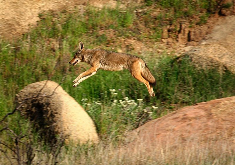 Leaping wolf on SSFL