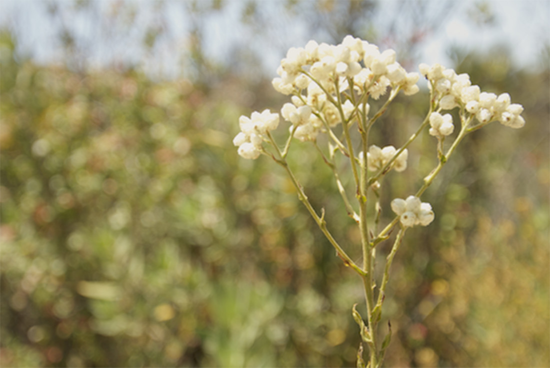 Flowers found on SSFL