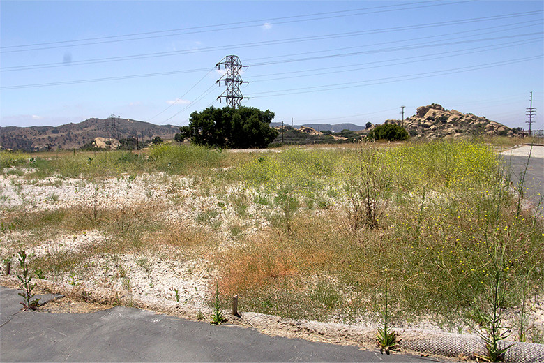 This photo shows a closer view of the Building 204 area in June 2016 where significant vegetation can be seen in the area where hydroseed mulch was applied.